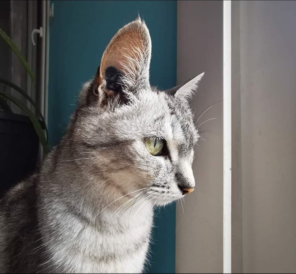 Aide aux soins pour chat à domicile