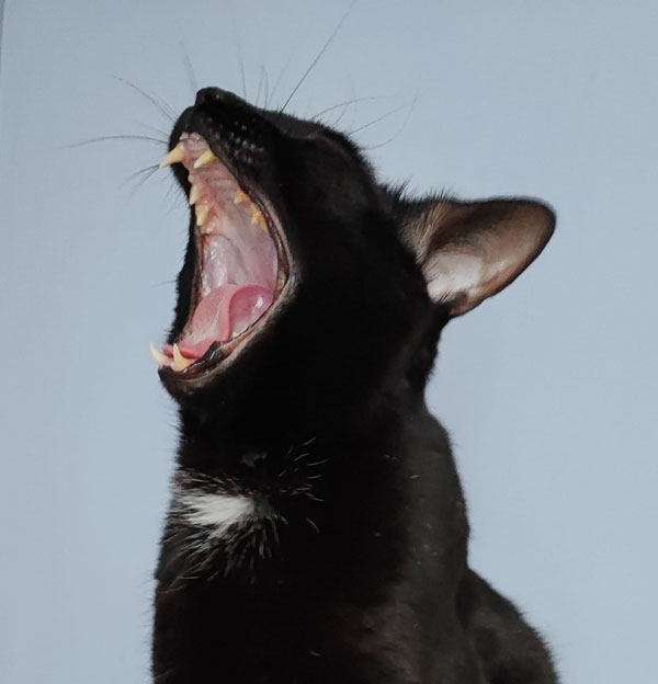 Aide aux soins pour chat à domicile